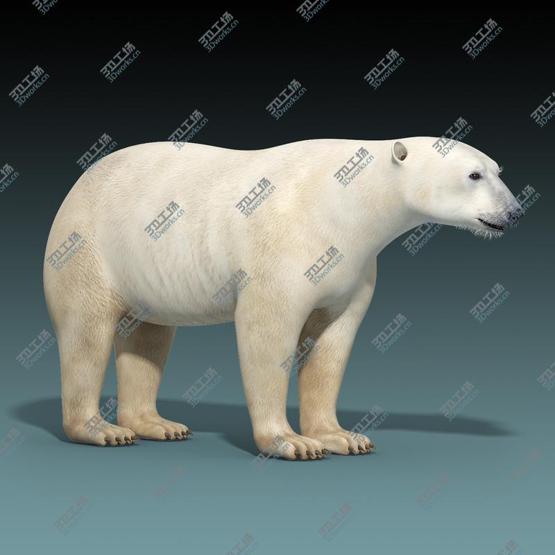 images/goods_img/2021040163/Polar Bear/1.jpg